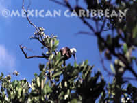 Sian Kaan, Mexican Caribbean
